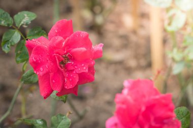 Bahçedeki güller, güzel güneşli bir günde güller güzeldir..
