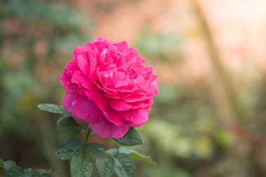 Bahçedeki güller, güzel güneşli bir günde güller güzeldir..
