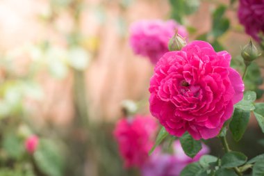 Bahçedeki güller, güzel güneşli bir günde güller güzeldir..
