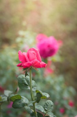 Bahçedeki güller, güzel güneşli bir günde güller güzeldir..