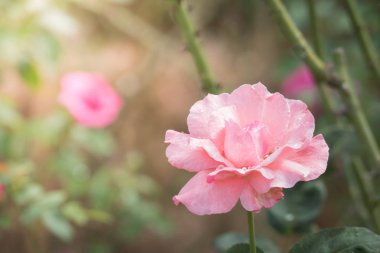 Bahçedeki güller, güzel güneşli bir günde güller güzeldir..