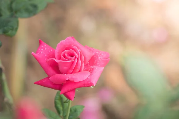 Rosas Jardín Rosas Son Hermosas Con Hermoso Día Soleado — Foto de Stock