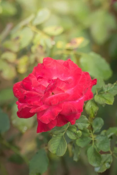 Roses Dans Jardin Les Roses Sont Belles Avec Une Belle — Photo