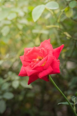 Bahçedeki güller, güzel güneşli bir günde güller güzeldir..