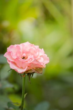 Bahçedeki güller, güzel güneşli bir günde güller güzeldir..