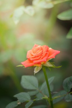 Bahçedeki güller, güzel güneşli bir günde güller güzeldir..