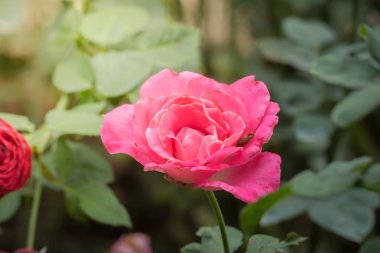Bahçedeki güller, güzel güneşli bir günde güller güzeldir..