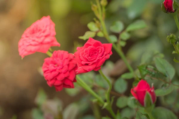 Троянди Саду Троянди Красиві Красивим Сонячним Днем — стокове фото