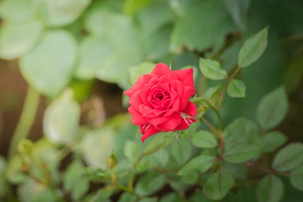 花园里的玫瑰 玫瑰是美丽的 阳光灿烂 — 图库照片