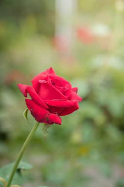 Bahçedeki güller, güzel güneşli bir günde güller güzeldir..