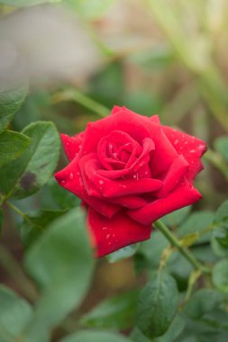 Bahçedeki güller, güzel güneşli bir günde güller güzeldir..