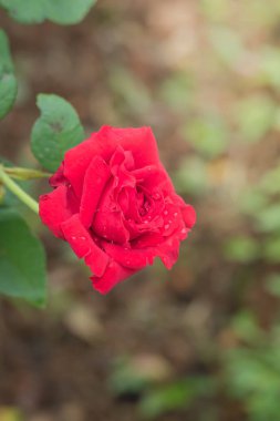 Bahçedeki güller, güzel güneşli bir günde güller güzeldir..