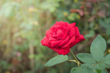 Bahçedeki güller, güzel güneşli bir günde güller güzeldir..