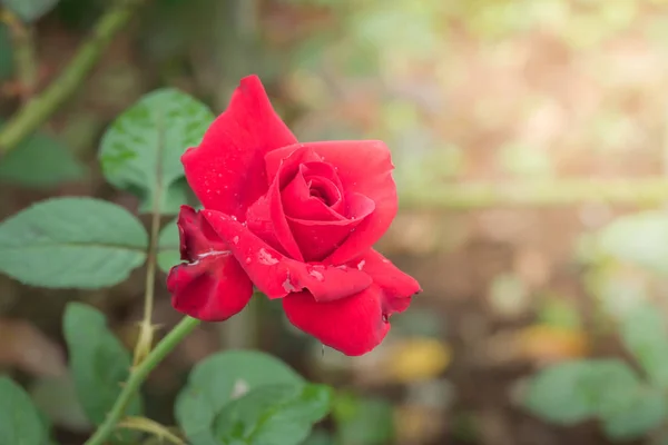 花园里的玫瑰 玫瑰是美丽的 阳光灿烂 — 图库照片