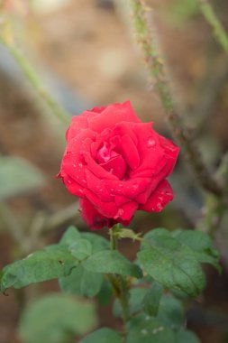 Bahçedeki güller, güzel güneşli bir günde güller güzeldir..