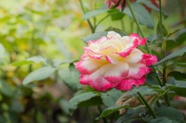 Bahçedeki güller, güzel güneşli bir günde güller güzeldir..