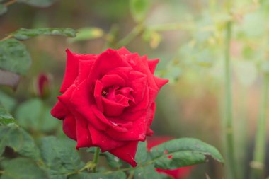 Bahçedeki güller, güzel güneşli bir günde güller güzeldir..