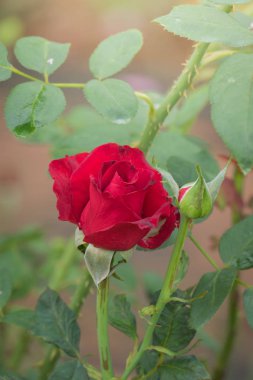 Bahçedeki güller, güzel güneşli bir günde güller güzeldir..