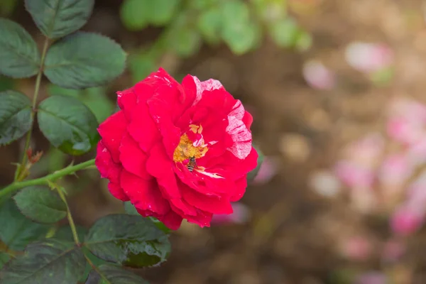 Rosas Jardín Rosas Son Hermosas Con Hermoso Día Soleado — Foto de Stock