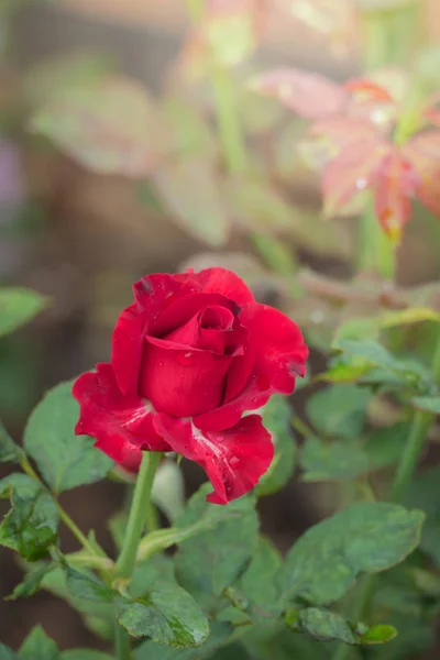 Rozen Tuin Rozen Zijn Mooi Met Een Mooie Zonnige Dag — Stockfoto