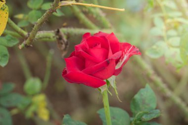 Bahçedeki güller, güzel güneşli bir günde güller güzeldir..