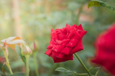 Bahçedeki güller, güzel güneşli bir günde güller güzeldir..
