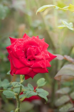 Bahçedeki güller, güzel güneşli bir günde güller güzeldir..