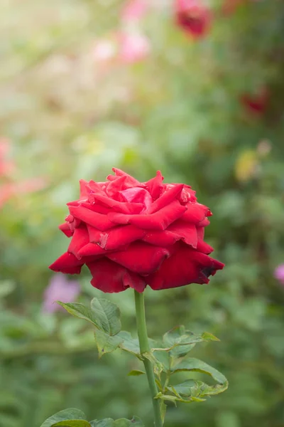 花园里的玫瑰 玫瑰是美丽的 阳光灿烂 — 图库照片