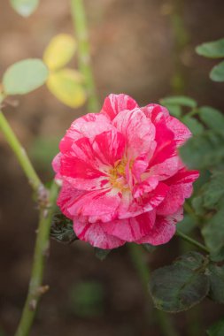 Bahçedeki güller, güzel güneşli bir günde güller güzeldir..
