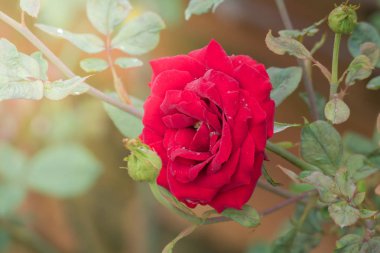Bahçedeki güller, güzel güneşli bir günde güller güzeldir..