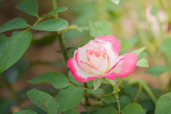 Rosas Jardín Rosas Son Hermosas Con Hermoso Día Soleado — Foto de Stock