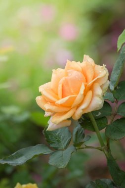 Bahçedeki güller, güzel güneşli bir günde güller güzeldir..