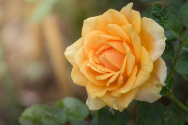 Bahçedeki güller, güzel güneşli bir günde güller güzeldir..