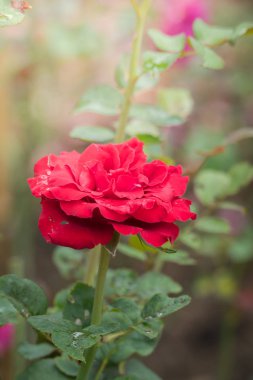 Bahçedeki güller, güzel güneşli bir günde güller güzeldir..
