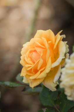 Bahçedeki güller, güzel güneşli bir günde güller güzeldir..