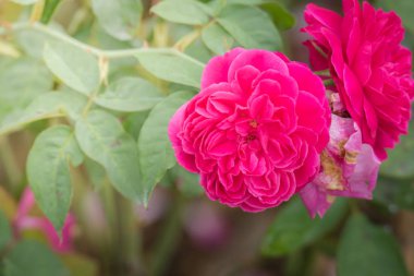 Bahçedeki güller, güzel güneşli bir günde güller güzeldir..