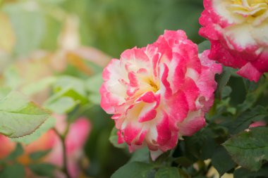 Bahçedeki güller, güzel güneşli bir günde güller güzeldir..