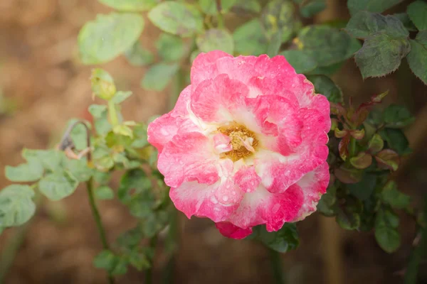 Rose Giardino Rose Sono Belle Con Una Bella Giornata Sole — Foto Stock