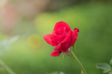 Bahçedeki güller, güzel güneşli bir günde güller güzeldir..