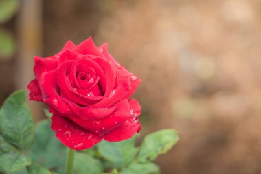 Bahçedeki güller, güzel güneşli bir günde güller güzeldir..