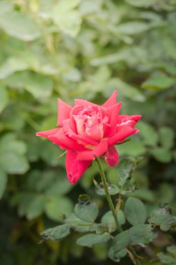 Bahçedeki güller, güzel güneşli bir günde güller güzeldir..