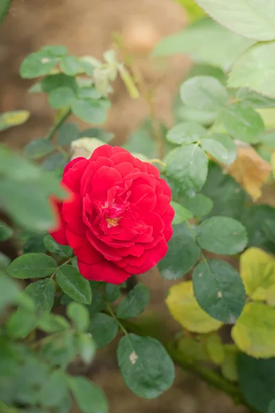 花园里的玫瑰 玫瑰是美丽的 阳光灿烂 — 图库照片