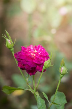 Bahçedeki güller, güzel güneşli bir günde güller güzeldir..