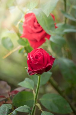 Bahçedeki güller, güzel güneşli bir günde güller güzeldir..