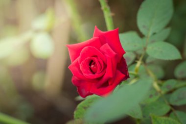 Bahçedeki güller, güzel güneşli bir günde güller güzeldir..