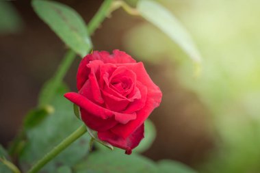 Bahçedeki güller, güzel güneşli bir günde güller güzeldir..