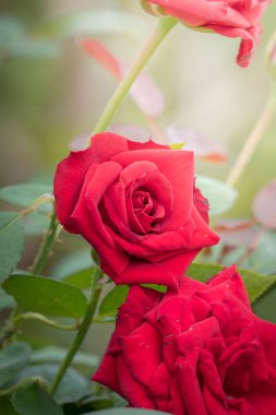 Bahçedeki güller, güzel güneşli bir günde güller güzeldir..