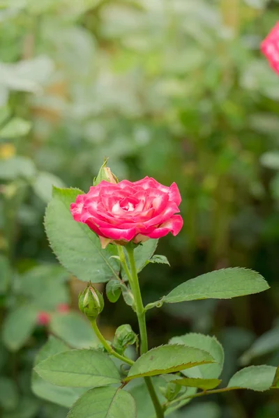 Rosas Jardín Rosas Son Hermosas Con Hermoso Día Soleado — Foto de Stock