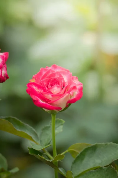 Rosas Jardín Rosas Son Hermosas Con Hermoso Día Soleado —  Fotos de Stock