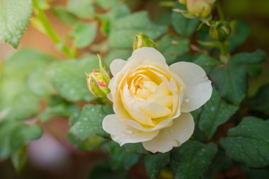 Bahçedeki güller, güzel güneşli bir günde güller güzeldir..